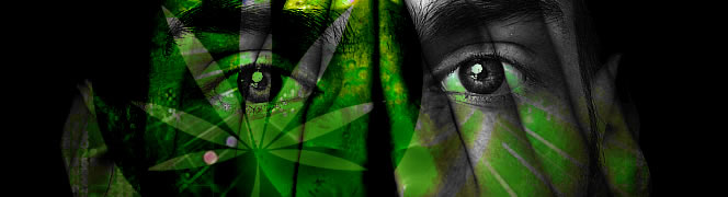 cannabis psychosegevoeligheid