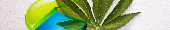 factsheet cannabis 2013