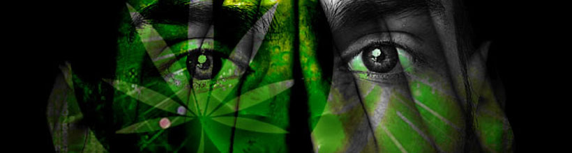 cannabis en psychose