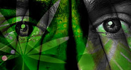 cannabis en psychose